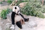 動物園熊貓被砸，傷害動物、破壞規則者應被列入“黑名單”